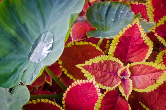 Coleus Hybrid against Colocasia esculenta Coleus Hybrid against Colocasia esculenta