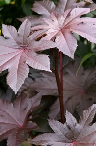 Ricinus communis New Zealand Purple (castor oil Plant)