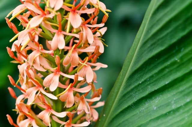 Hedychium densiflorum 'Sorung' Hedychium densiflorum 'Sorung'