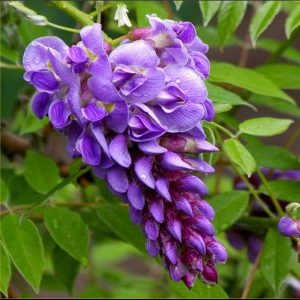 Dwarf Wisteria