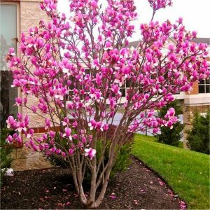 Magnolia Rustica Rubra - Large 4-5ft Potted Tulip Tree - Special Deals