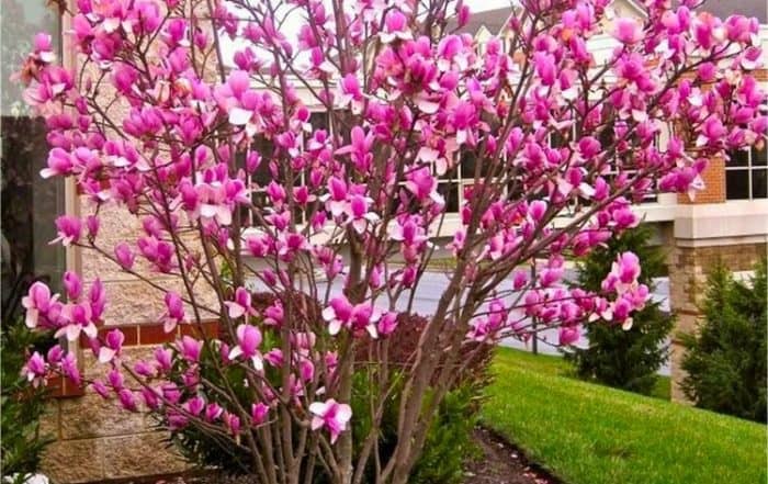 Magnolia Rustica Rubra - Large 4-5ft Potted Tulip Tree - Special Deals