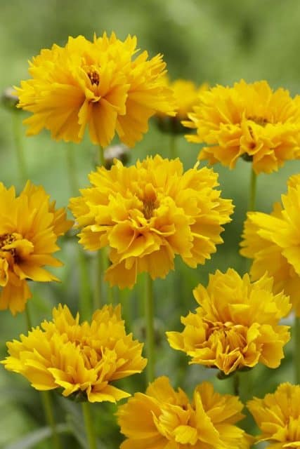 Coreopsis grandiflora Early Sunrise - Garden Plants