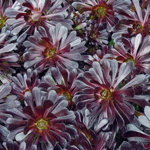 Buy Aeonium arboreum Zwartkop or Black Tree Aeonium for sale in the UK