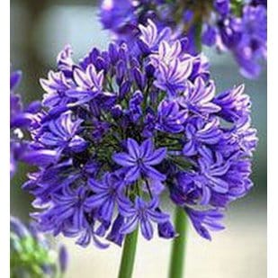 Agapanthus africanus African lily