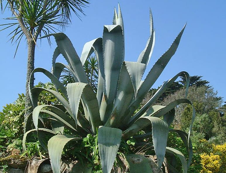 Buy Agave americana online - Century Plant for sale