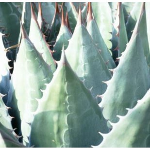 Buy Agave montana or Mountain Agave for sale