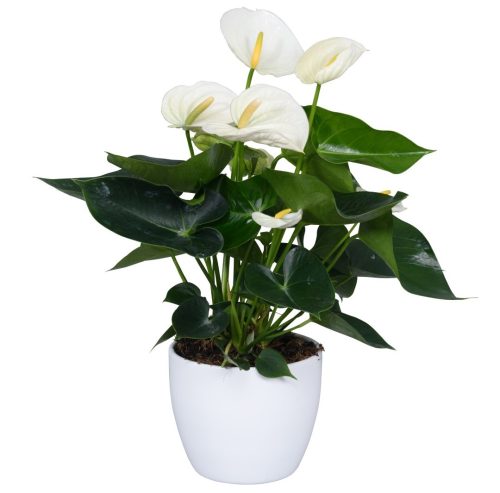 Anthurium Andreanum - Flamingo Flower - White