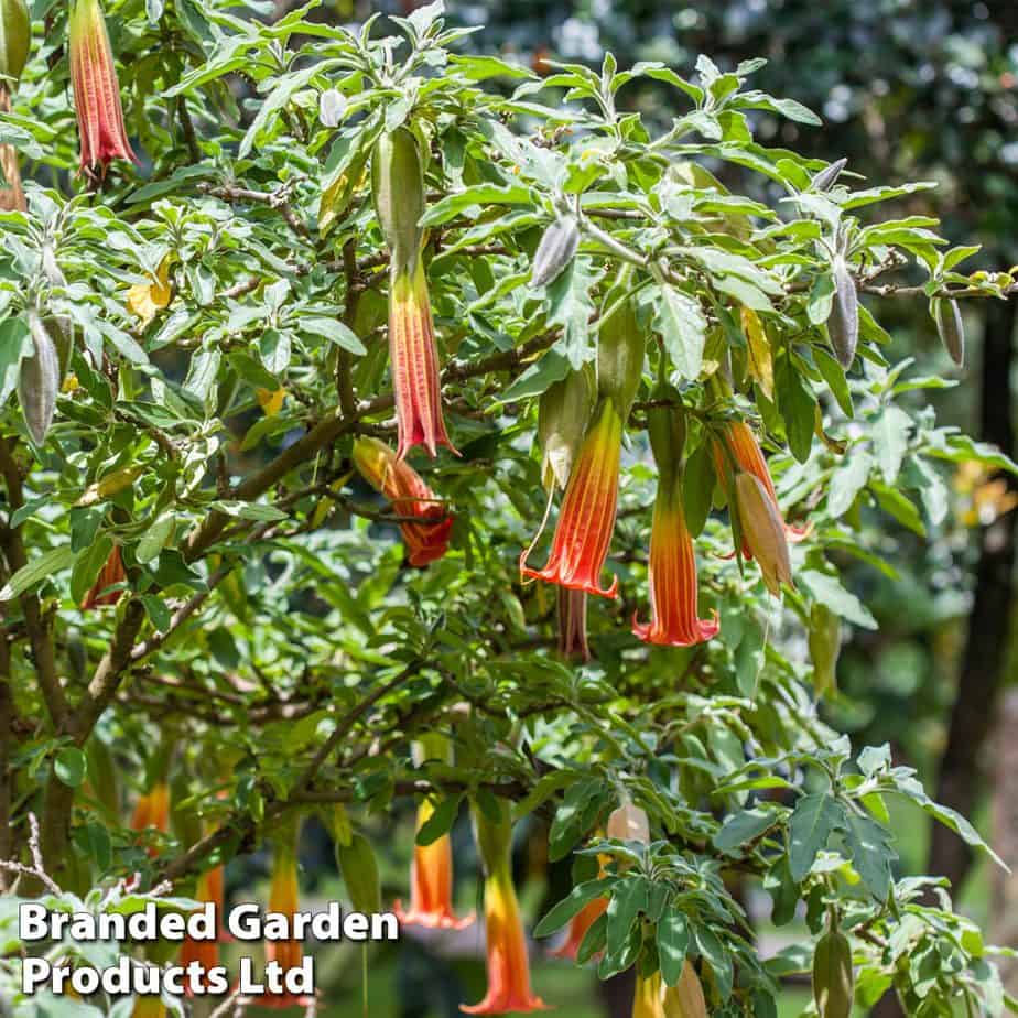How To Care For Brugmansia Tropical Plant Guy
