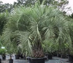 Buy Butia eriospatha Woolly Jelly Palm online