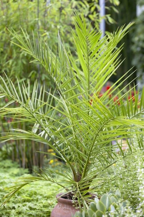 Phoenix roebelenii or Pygmy Date palm
