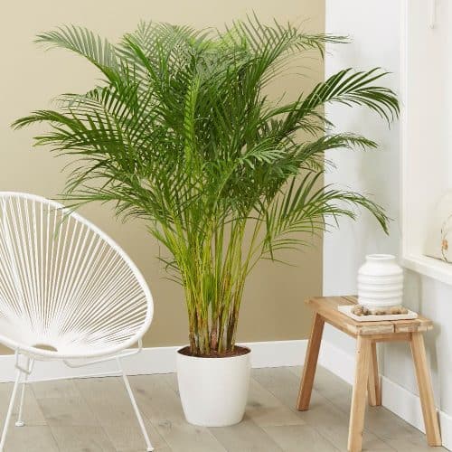 Buy the Areca palm - Bamboo palm - Dypsis lutescens