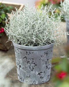 Calocephalus brownii - Silver foliage plants - Perfect for Seasonal Planters - Pack of THREE