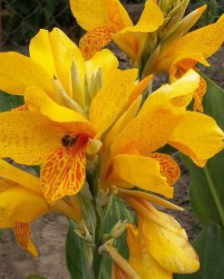 Canna 'Golden Lucifer' Canna Lilly Buy Online