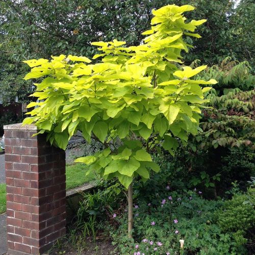 Catalpa bignoides Aurea - Golden Indian Bean Tree Standard - 170-180cm
