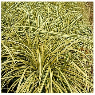 Cheap Carex oshimensis 'Evergold' or Variegated Japanese Sedge Buy Online