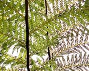 How long does it take for tree fern fronds to grow?