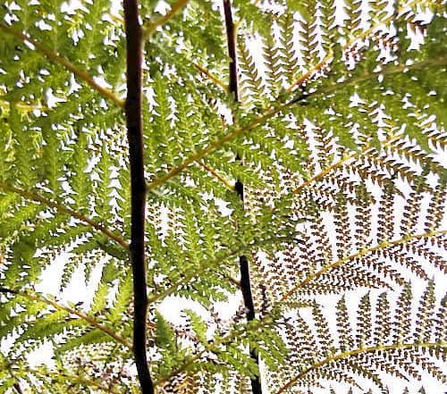 How long does it take for tree fern fronds to grow?