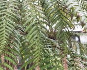 Are Tree Ferns Hardy?