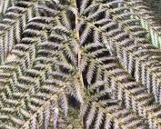 Are tree ferns deciduous?