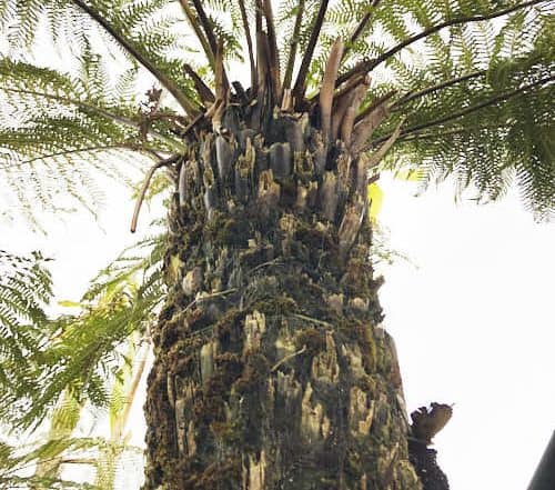 How fast does a tree fern grow?
