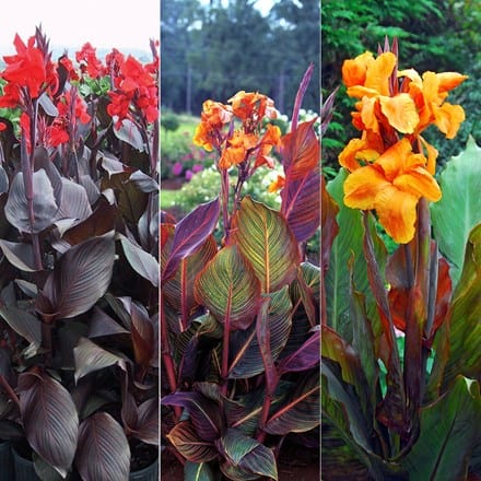 Canna Collections