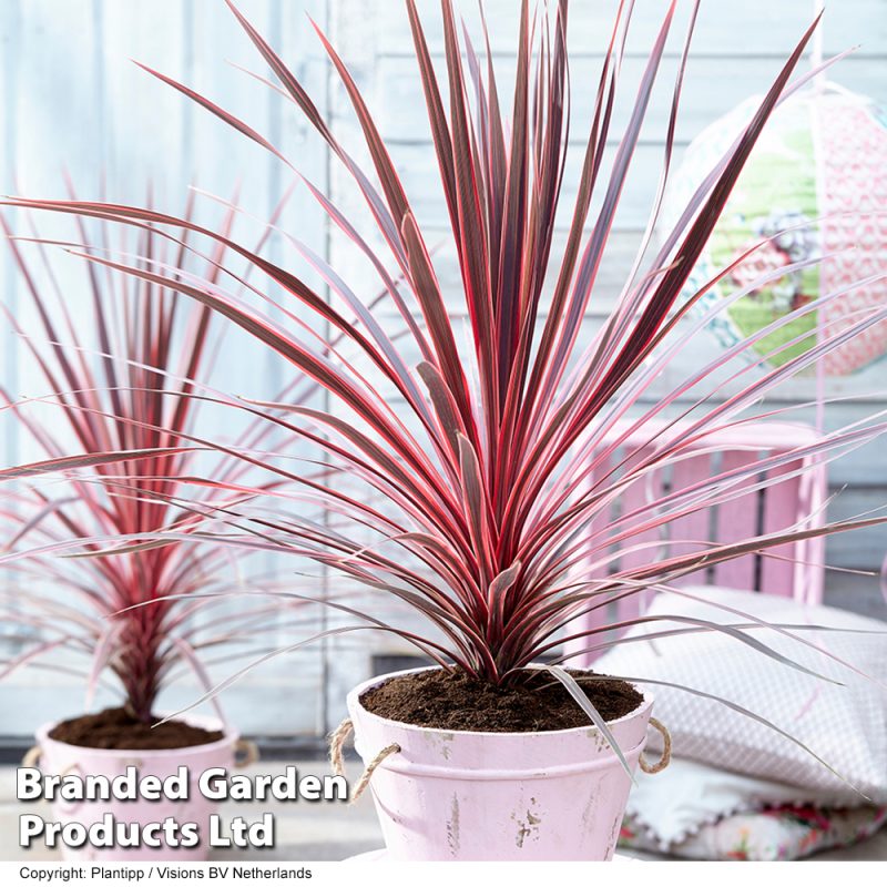 Cordyline Australis Charlie Boy Tropical Plant Guy cordyline-australis-charlie-boy-tropical-plant-guy