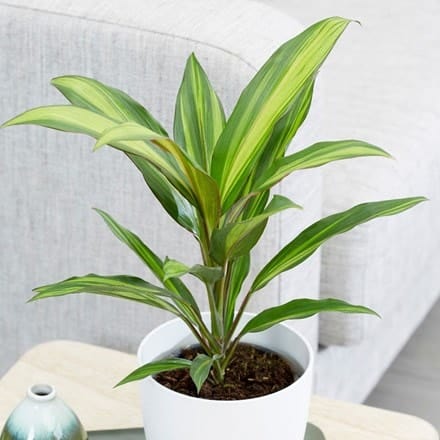 faux banana plant Banana Tree Small Mini Cute Clay Flower Hand Sculpted Plant  Joyclay