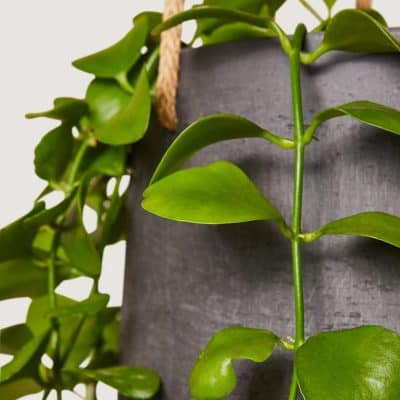 Dischidia imbricata String of nickels