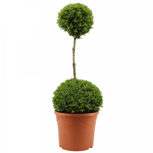Duo Ball Buxus Topiary - Specimen Plant