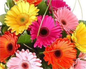 Gerbera Plants - Selection of THREE Beautiful Hardy Gerberas with Giant Daisy Flowers - Special Deals