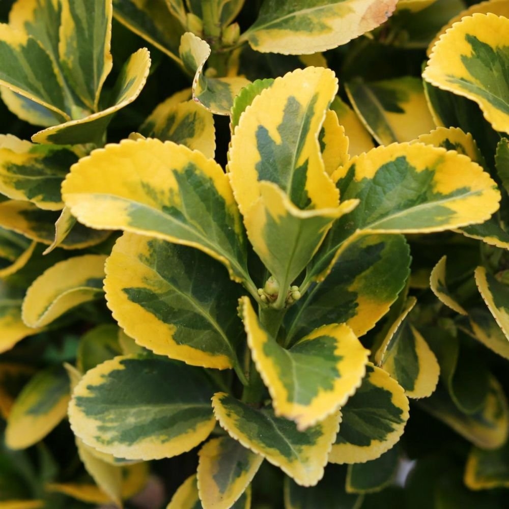 euonymus-japonicus-tropical-plant-guy