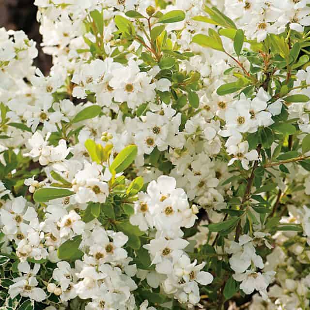 Exochorda Magical Springtime