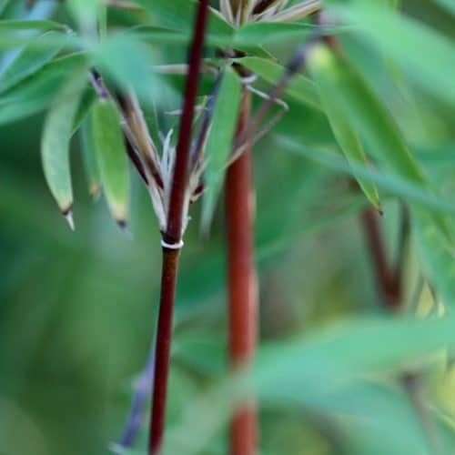 Fargesia Red Panda 'Jiu' - Hardy beautiful umbrella Bamboo for UK gardens