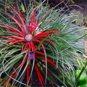 Fascicularia bicolor - Hardy bromeliad plant