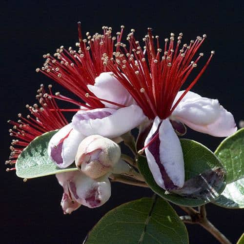 Feijoa sellowiana Pineapple Guava Coolidge