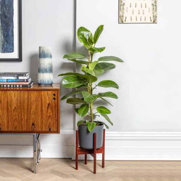 Ficus altissima