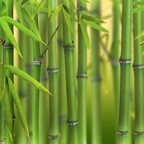 Green Bamboo Phyllostachys bissetti