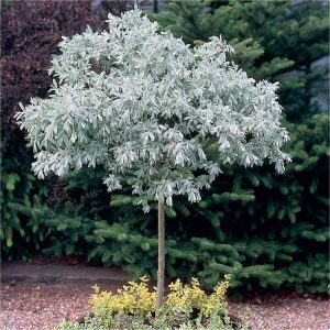 Hardy Silvery Topiary Oliver Tree - Salix helvetica - Swiss Willow