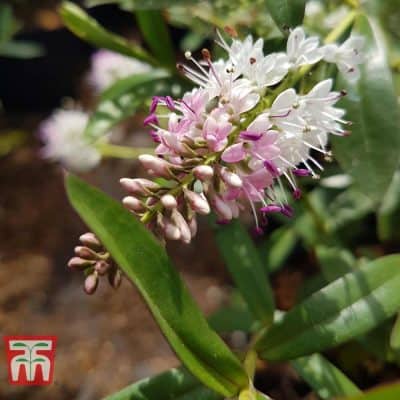 Hebe 'Nicola's Blush'