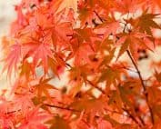 Japanese Maple, Acer palmatum Phoenix