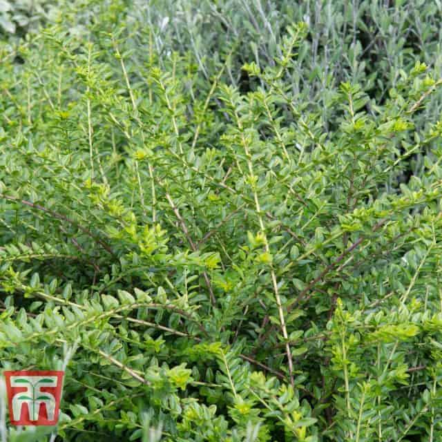 Lonicera nitida 'Maigrun'