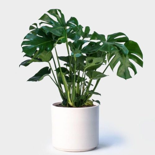 Monstera deliciosa - Swiss Cheese Plant EXTRA LARGE