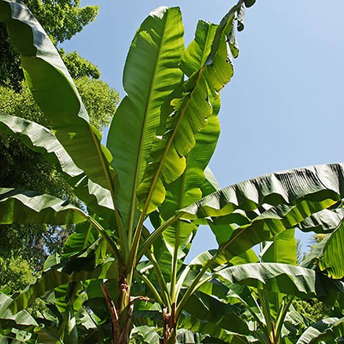 Musa basjoo - Japanese Banana
