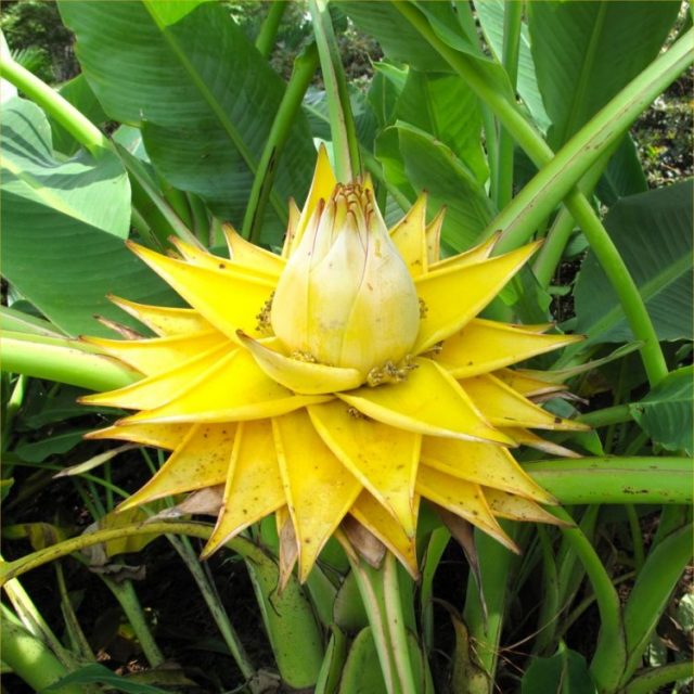 Musa lasiocarpa - Hardy Flowering Chinese Banana - Musella
