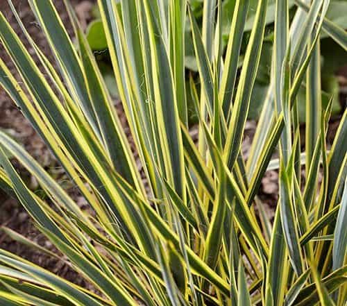 Needle Palm Yucca filamentosa Bright Edge