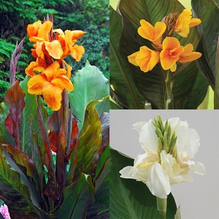 New and Favourite Cannas