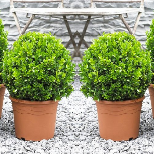 PAIR of MINI Topiary Buxus BALLS - Stylish Contemporary Box Ball PLANTS