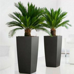 Pair of King Sago Palm Trees - Cycad - Cycas revoluta 50-60 cms with Fluted Black Planters