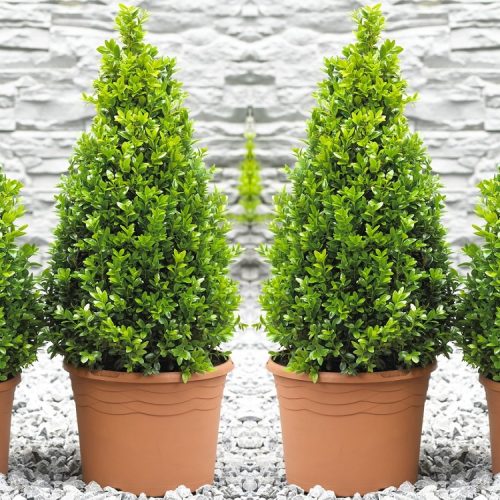 Pair of Premium Quality Topiary Buxus PYRAMIDS - Stylish Contemporary Plants